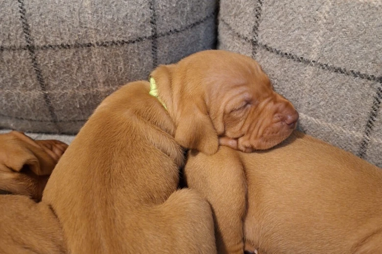 Hungarian Vizsla