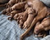 Hungarian Vizsla