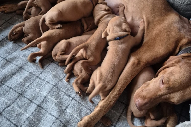 Hungarian Vizsla