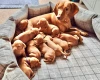 Hungarian Vizsla
