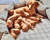 Hungarian Vizsla