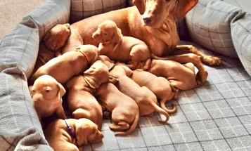 Hungarian Vizsla