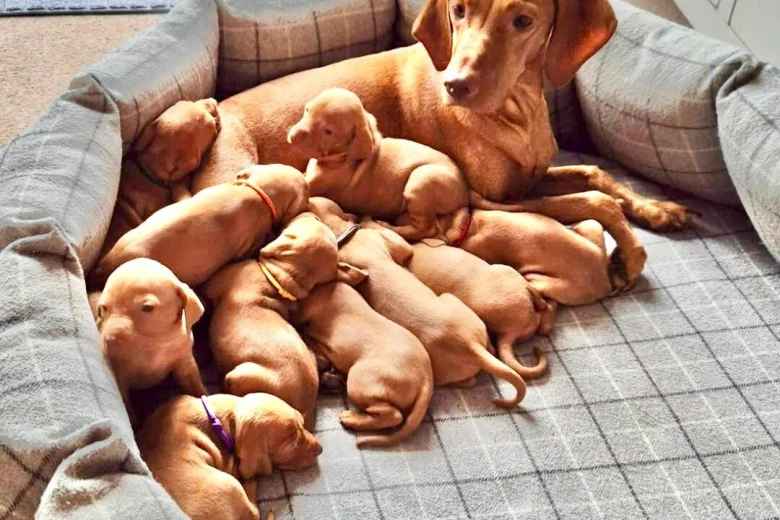 Hungarian Vizsla
