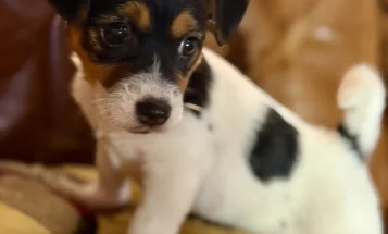 Jack Russell
