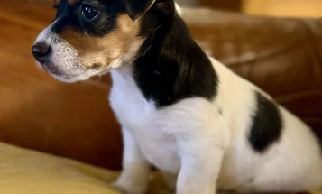 Jack Russell