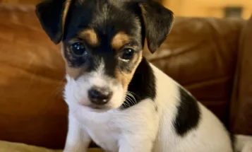 Jack Russell