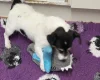 Jack Russell
