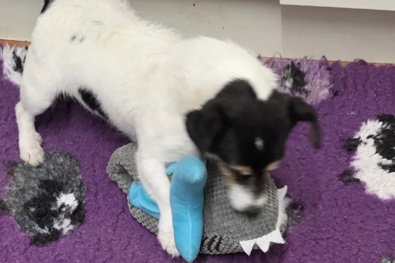 Jack Russell