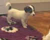 Jack Russell