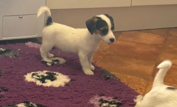 Jack Russell