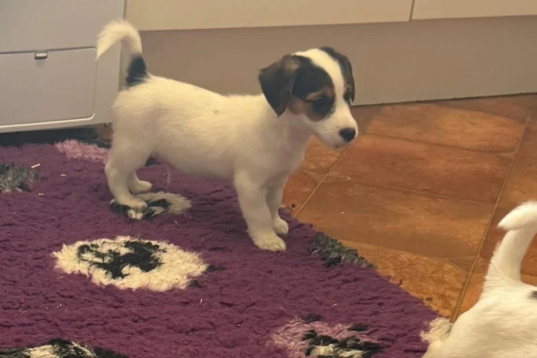 Jack Russell
