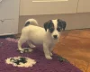 Jack Russell