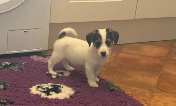 Jack Russell