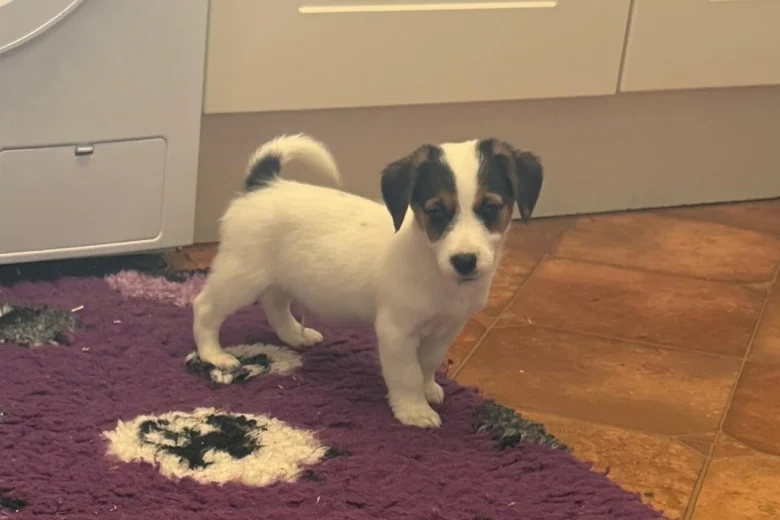 Jack Russell