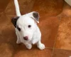 Jack Russell