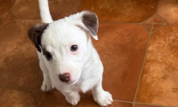 Jack Russell
