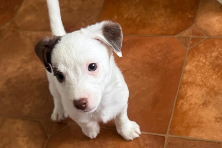 Jack Russell