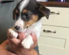 Jack Russell