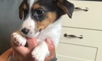 Jack Russell
