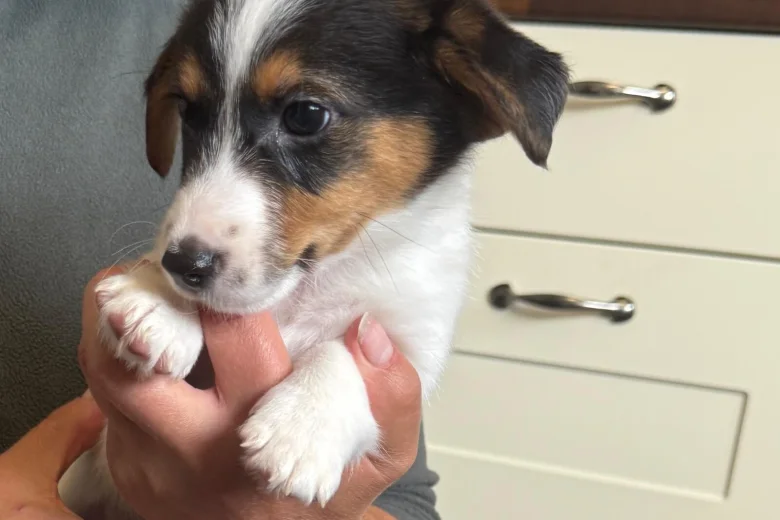 Jack Russell