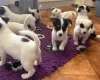 Jack Russell