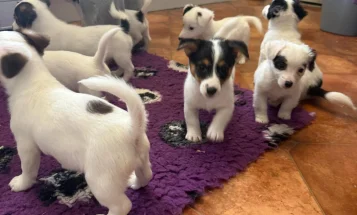 Jack Russell