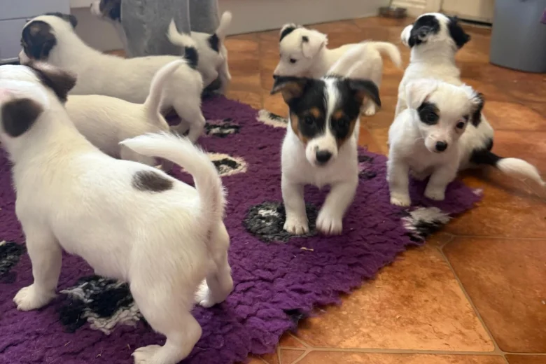 Jack Russell