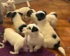 Jack Russell