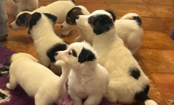 Jack Russell