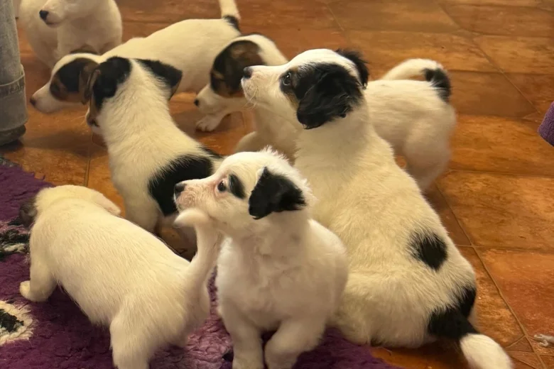 Jack Russell