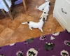 Jack Russell
