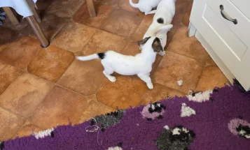 Jack Russell