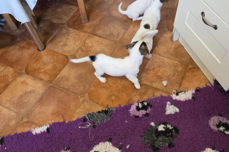 Jack Russell