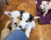Jack Russell