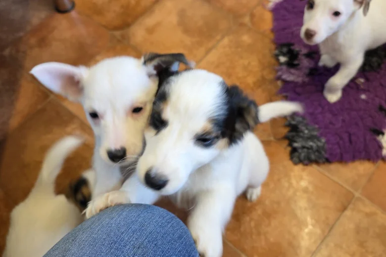 Jack Russell
