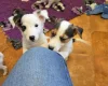 Jack Russell