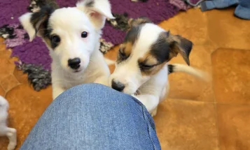 Jack Russell