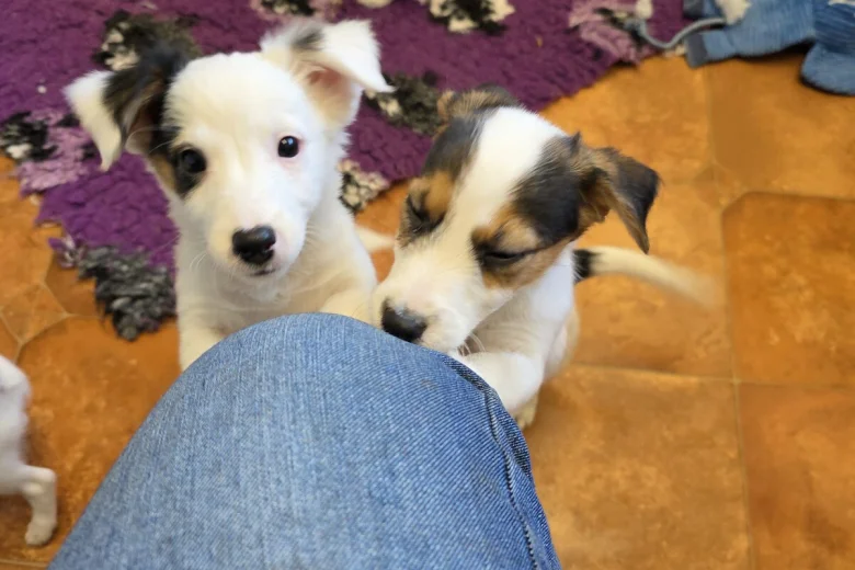 Jack Russell