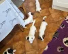 Jack Russell
