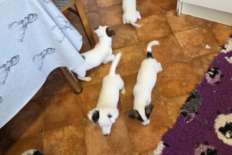 Jack Russell
