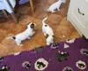 Jack Russell