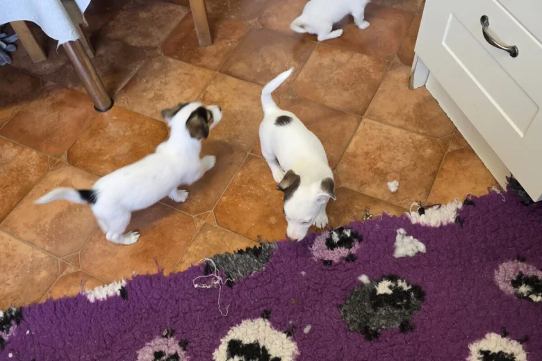 Jack Russell