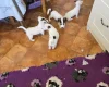 Jack Russell