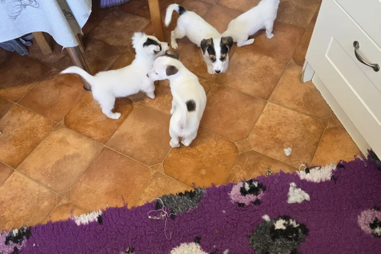 Jack Russell