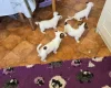 Jack Russell