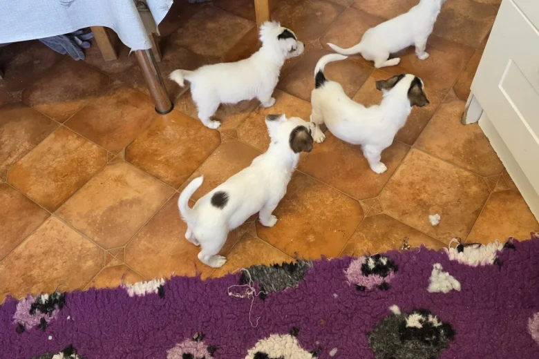 Jack Russell