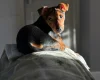 Jack Russell