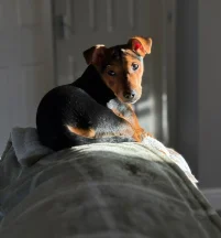 Buddy