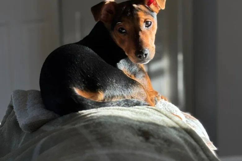 Jack Russell