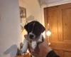 Jack Russell